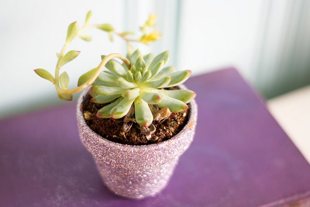 succulent in glittered pot