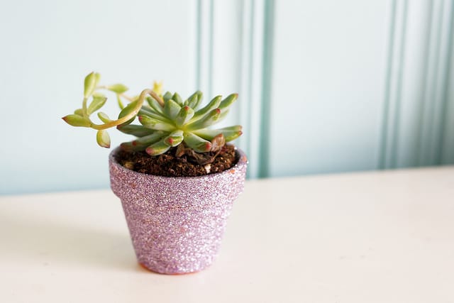 small pot with a pale green succulent