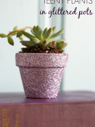 A festive and easy gift: diy succulents in glittered pots.
