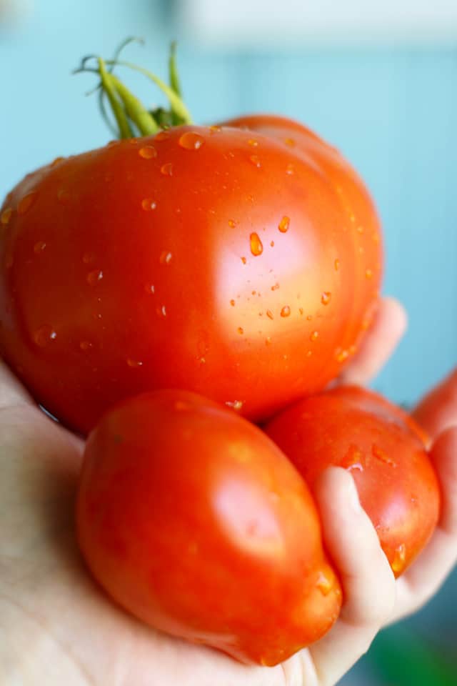 garden fresh tomatoes 
